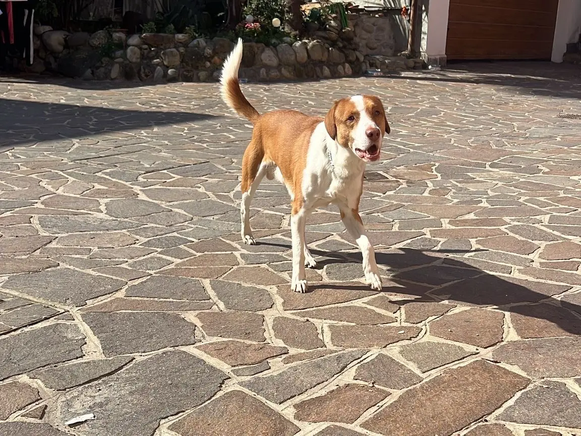 Adotta un cane, maschio, 7 anni e 8 mesi, Monza