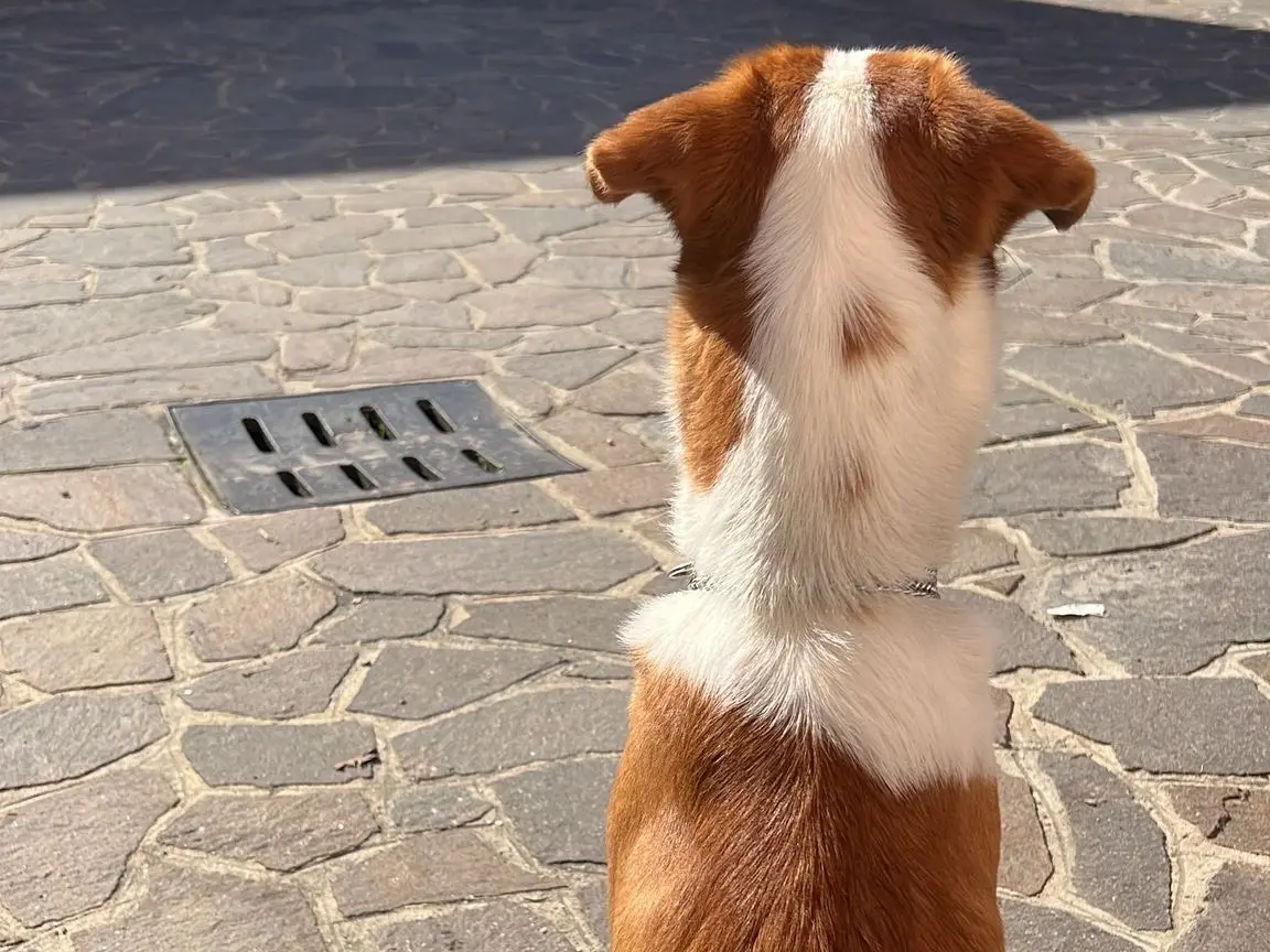 Adotta un cane, taglia media, maschio, Monza