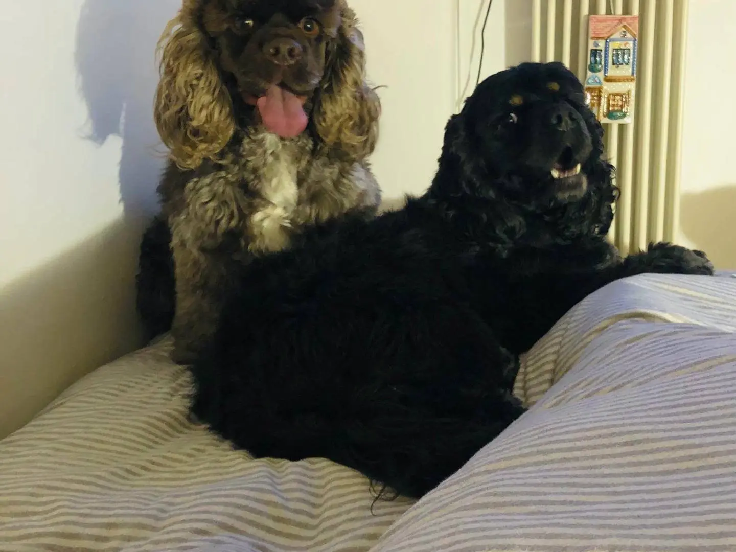 Adotta il cane Dado e Chicco a Bari