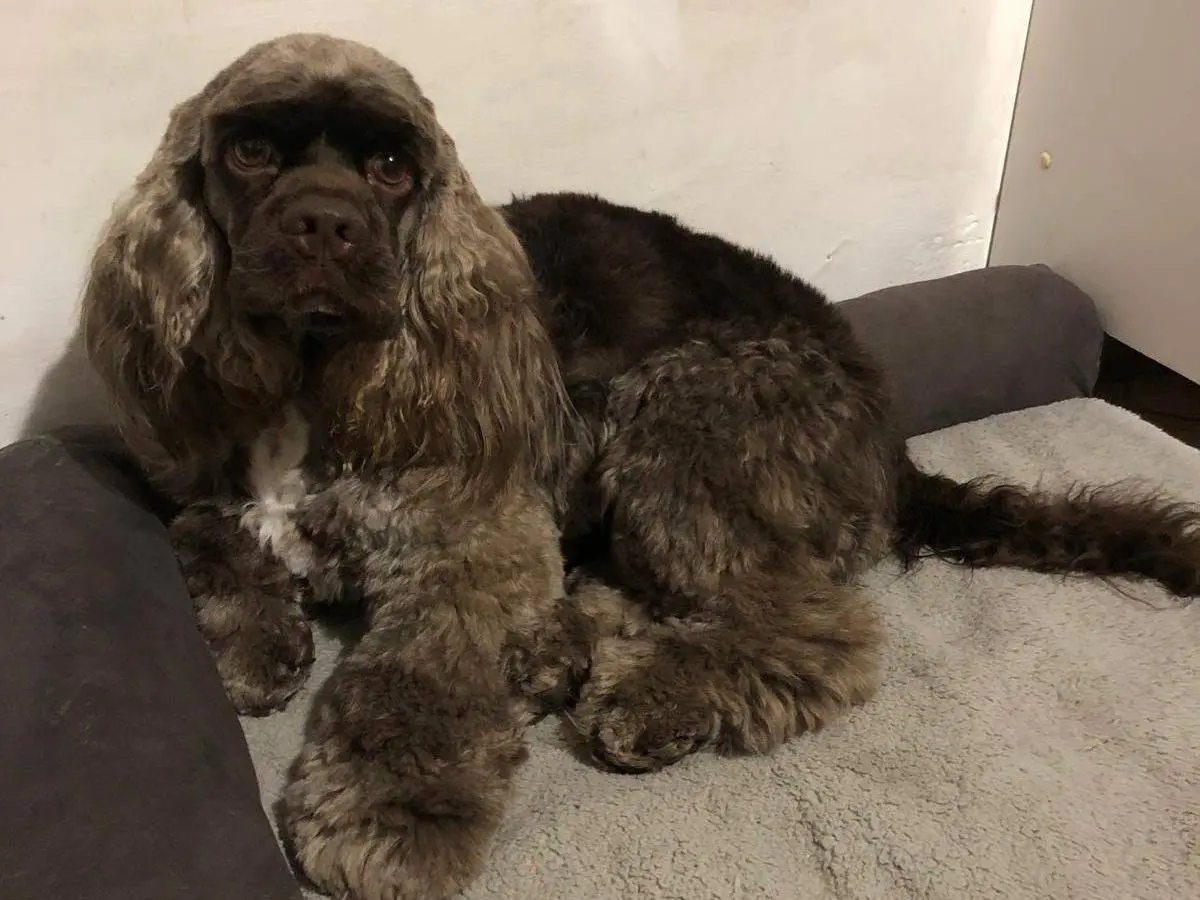 Vuoi adottare un cane a Bari?