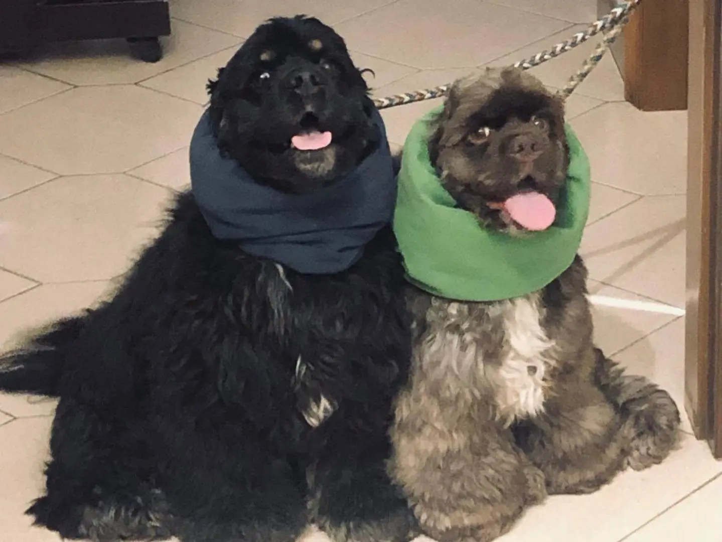 Adozione cane, maschio, Cocker Spaniel Inglese Razza sconosciuta, 5 anni, taglia media, Bari