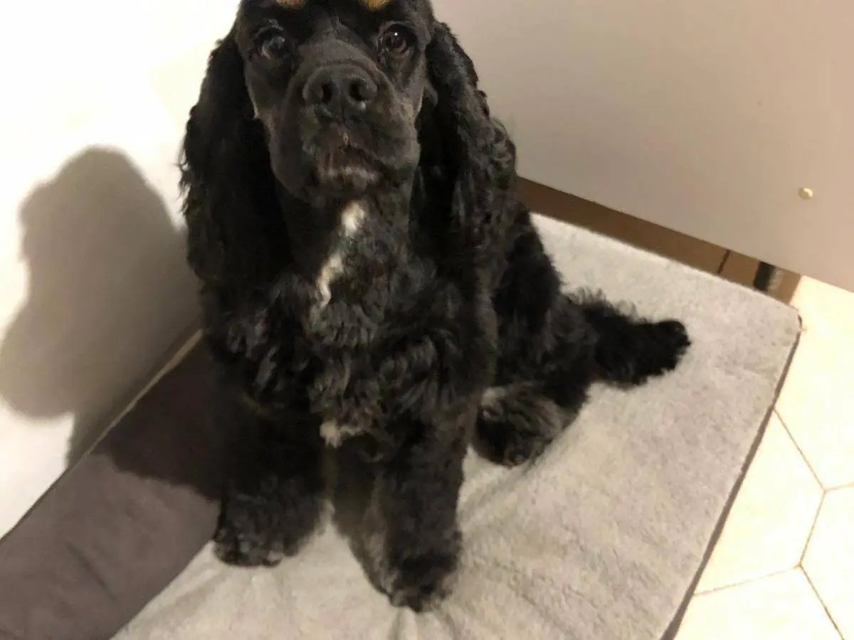 Adotta un cane, taglia media, maschio, Bari