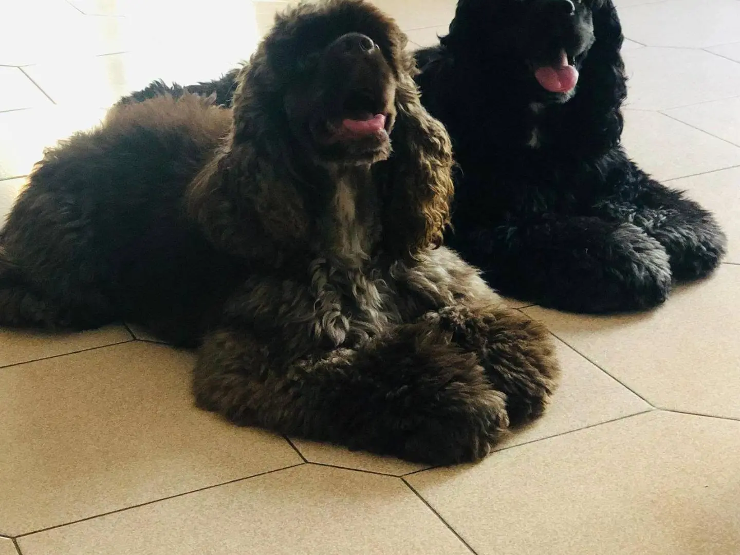 Adotta un cane, maschio, 5 anni, Bari