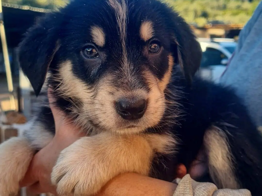 Adozione cane, maschio, Razza sconosciuta Razza sconosciuta, 2 mesi, taglia media, Vibo