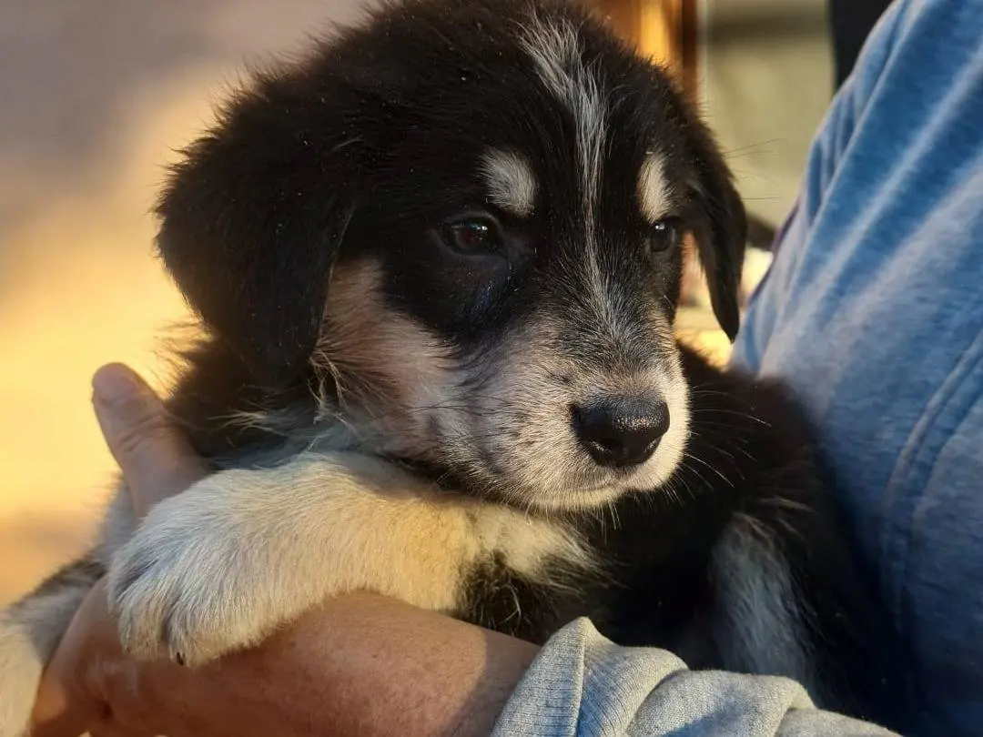 Adotta un cane, taglia media, maschio, Vibo