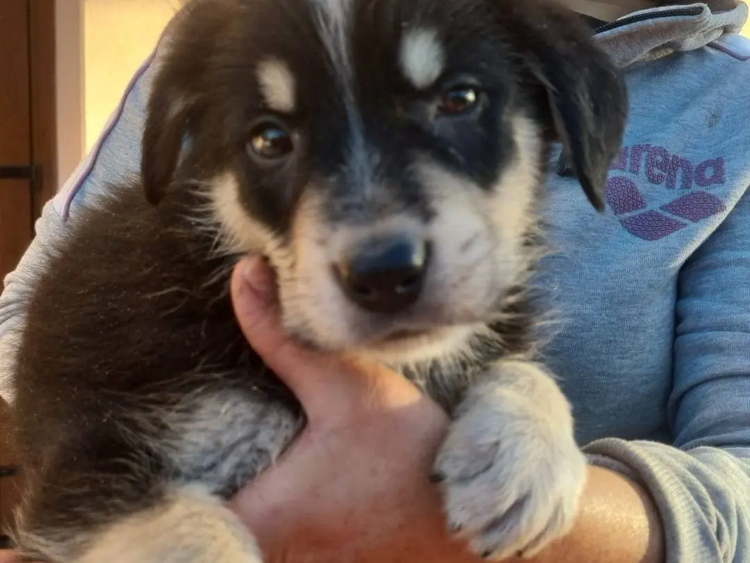 Vuoi adottare un cane a Vibo?