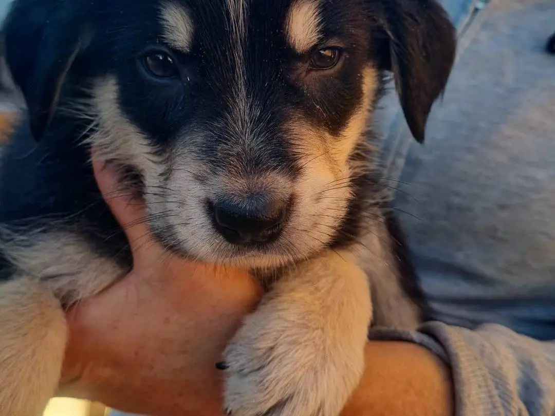 Adotta un cane, maschio, 2 mesi, Vibo
