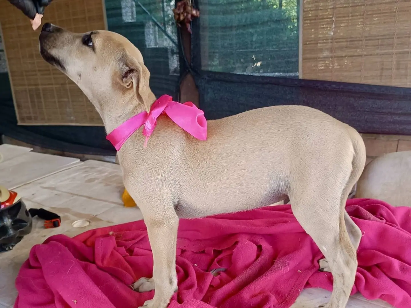 Adotta un cane, femmina, 6 mesi, Vibo
