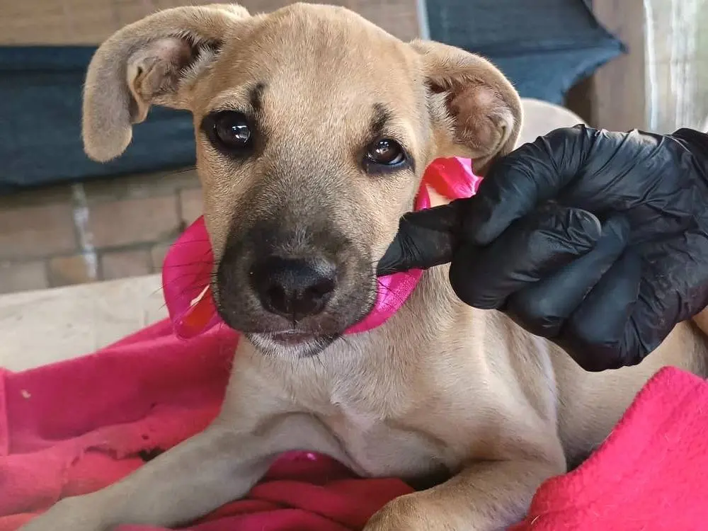 Adozione cane, femmina, Razza sconosciuta Razza sconosciuta, 6 mesi, taglia media, Vibo
