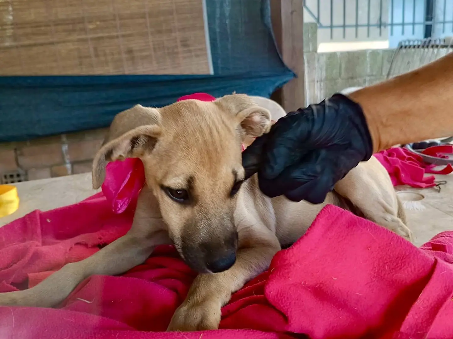 Adotta il cane LUNA a Vibo