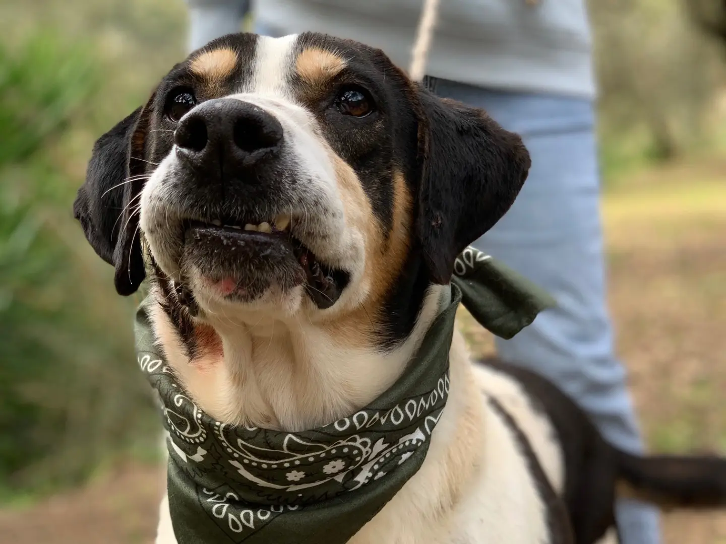 Adotta un cane, maschio, 7 anni e 9 mesi, Latina