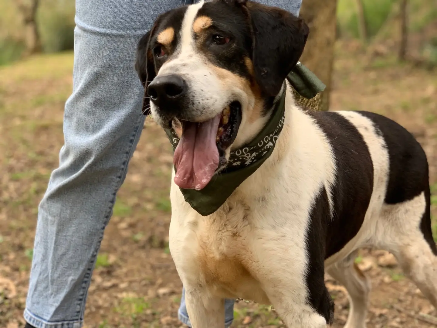 Vuoi adottare un cane a Latina?
