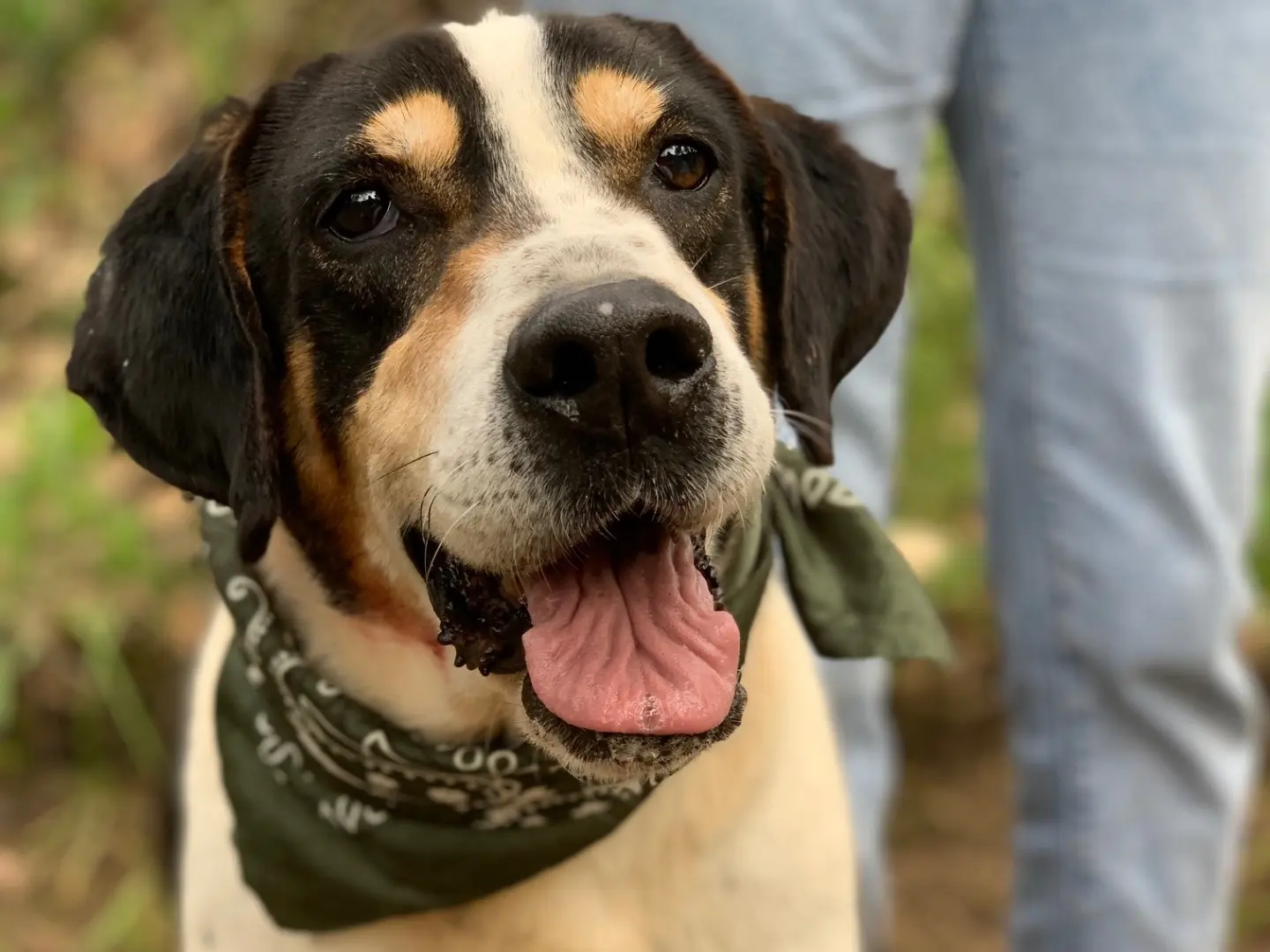 Adozione cane, maschio, Razza sconosciuta Razza sconosciuta, 7 anni e 9 mesi, taglia media, Latina