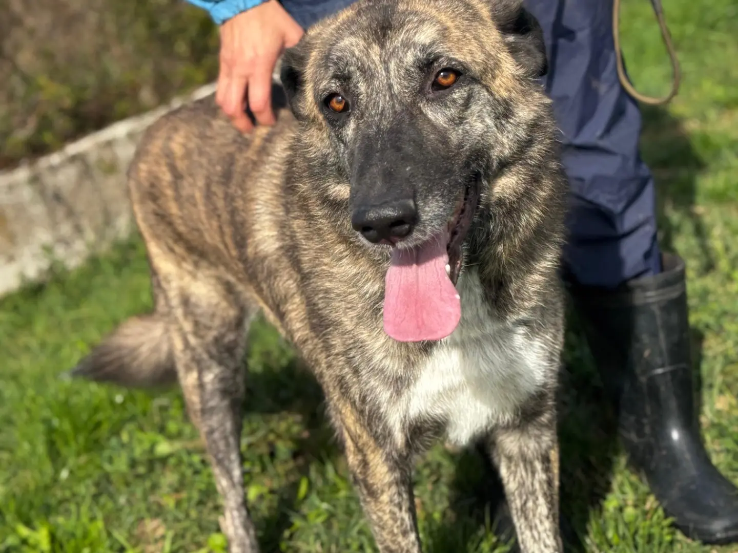 Adozione cane, maschio, Razza sconosciuta Razza sconosciuta, 5 anni e 5 mesi, taglia grande, Frosinone
