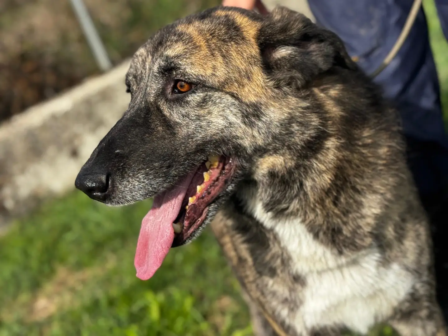 Adotta un cane, taglia grande, maschio, Frosinone
