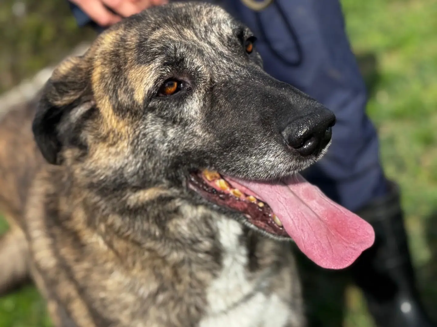 Vuoi adottare un cane a Frosinone?