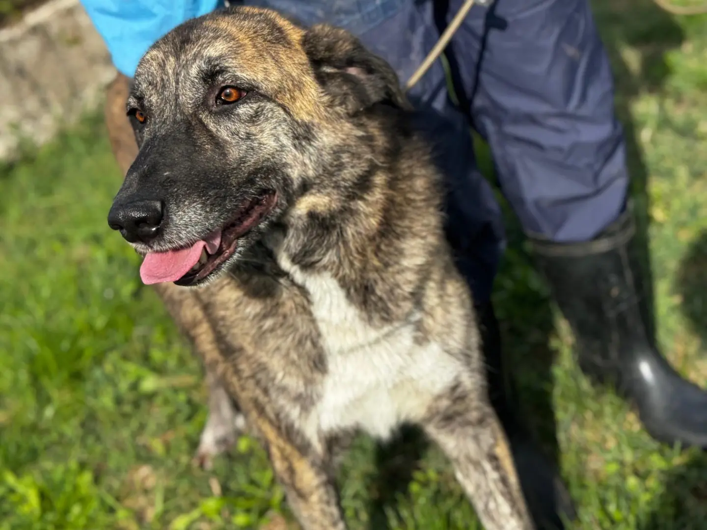 Adotta un cane, maschio, 5 anni e 5 mesi, Frosinone