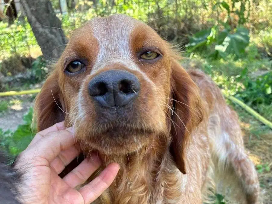 Adozione cane, maschio, Razza sconosciuta Razza sconosciuta, 3 anni e 9 mesi, taglia media contenuta, Pavia