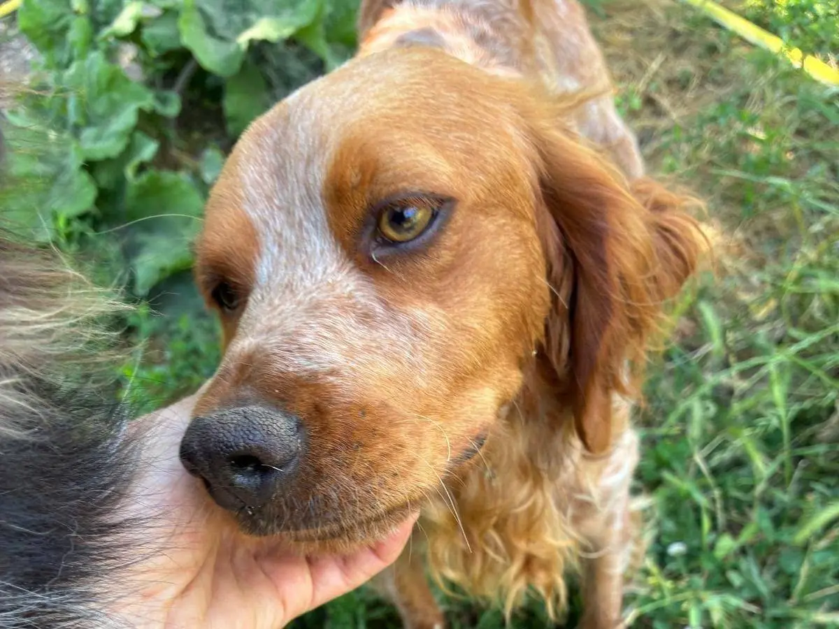 Adotta un cane, maschio, 3 anni e 9 mesi, Pavia