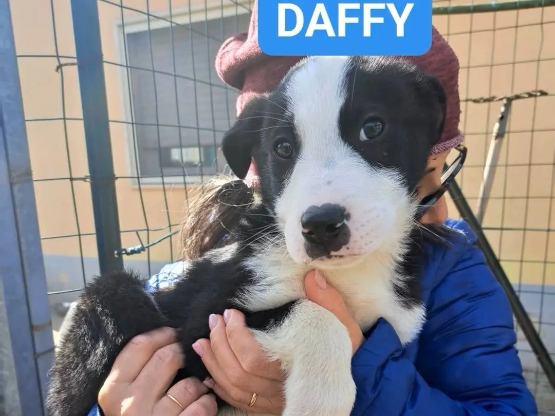 Adotta un cane, maschio, 9 mesi, Benevento