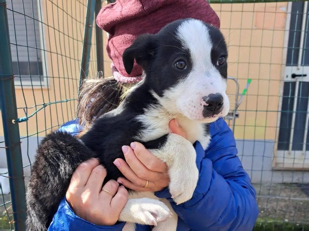 Adozione cane, maschio, Razza sconosciuta Border Collie, 9 mesi, taglia media, Benevento