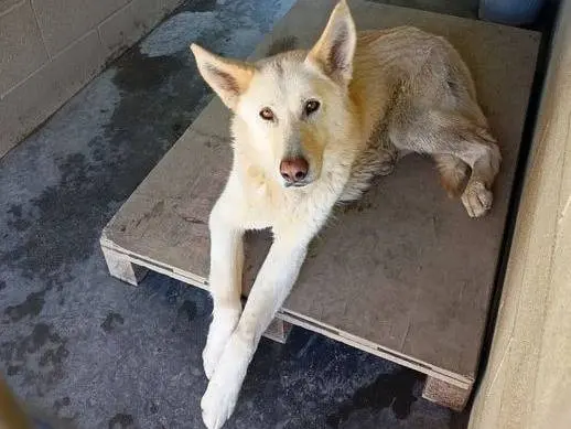 Adotta un cane, femmina, 10 anni e 2 mesi, Cuneo