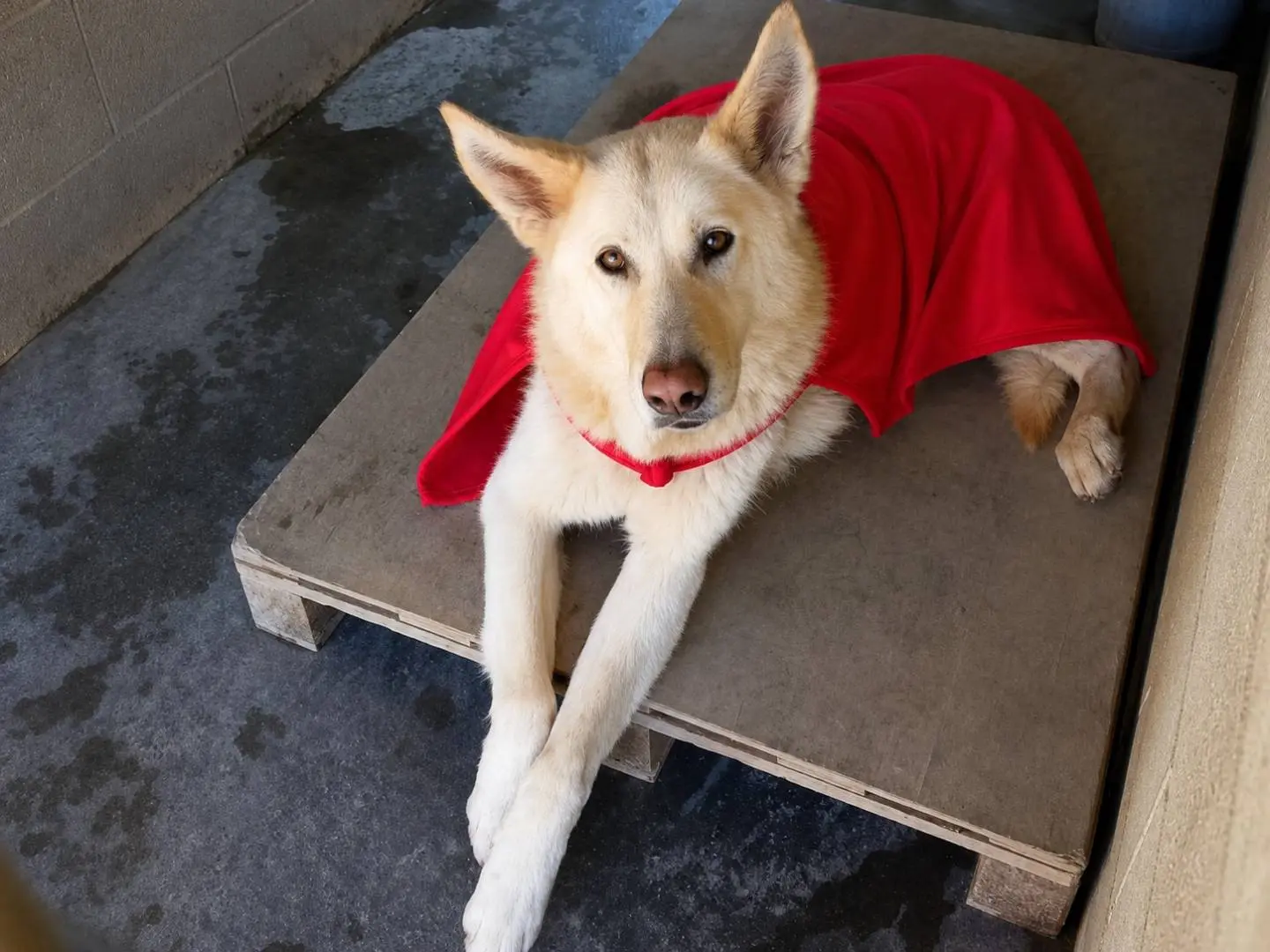 Adozione cane, femmina, Pastore maremmano Razza sconosciuta, 10 anni e 2 mesi, taglia grande, Cuneo