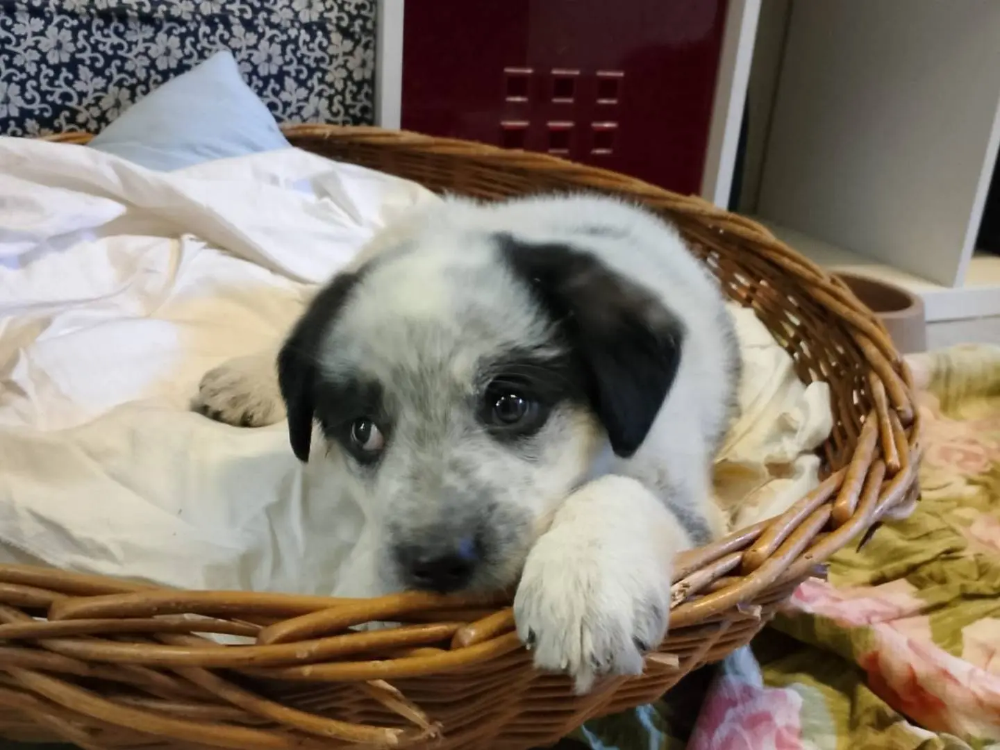 Adozione cane, femmina, Razza sconosciuta Razza sconosciuta, 1 anno e 8 mesi, taglia media, Crotone