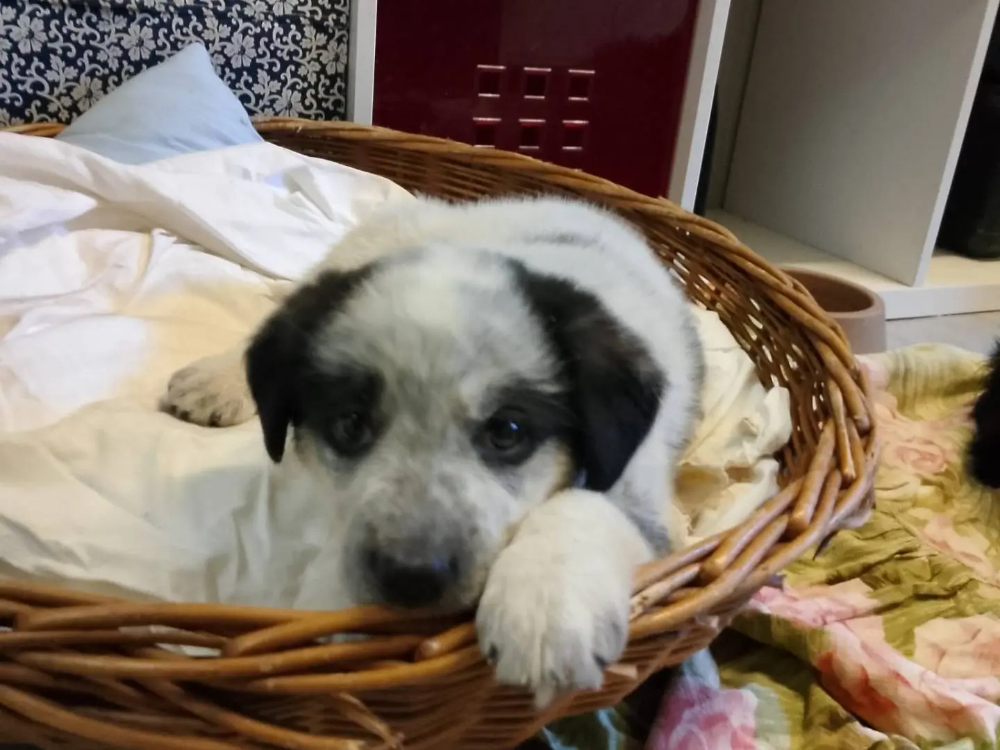 Adotta un cane, femmina, 1 anno e 8 mesi, Crotone