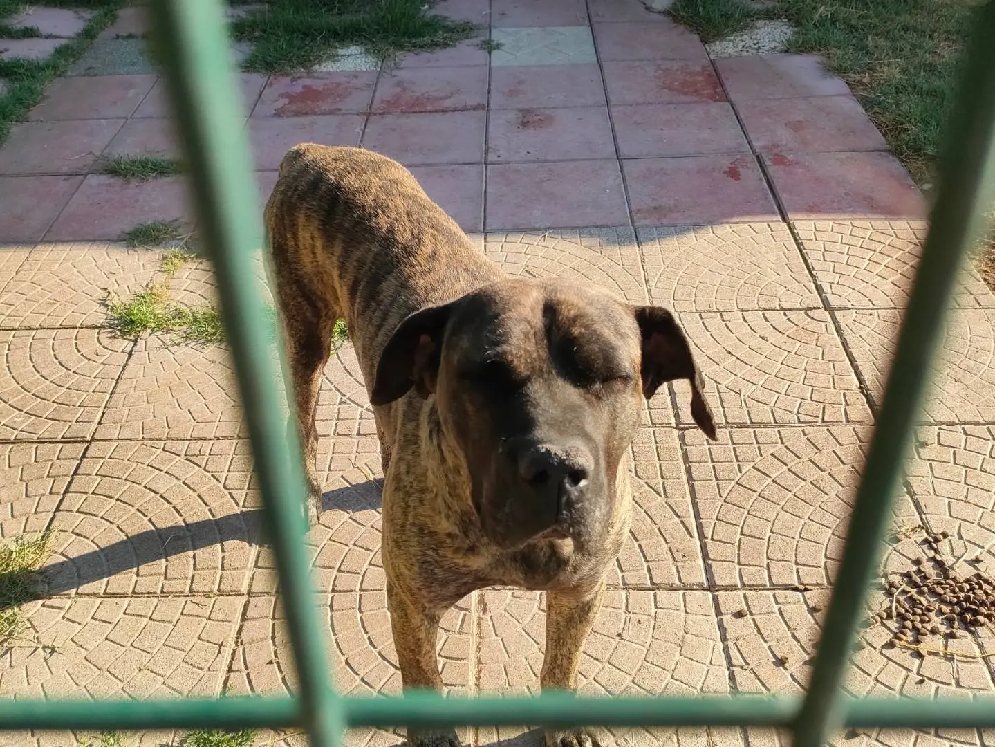 Adotta un cane, maschio, 5 anni e 1 mese, Latina