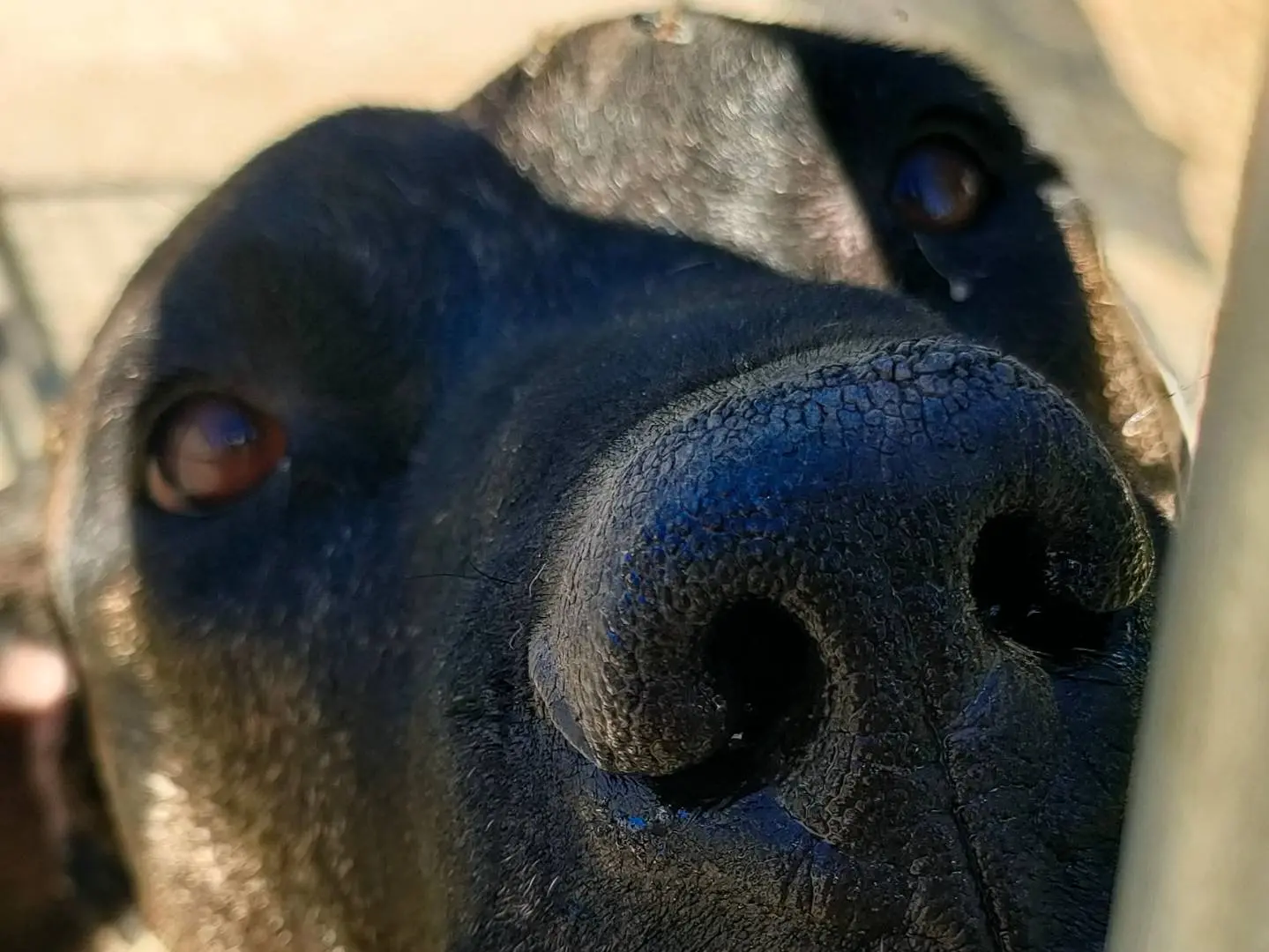 Adotta un cane, taglia gigante, maschio, Latina