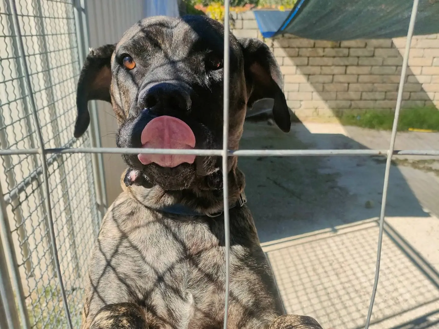 Adotta il cane Tigre a Latina