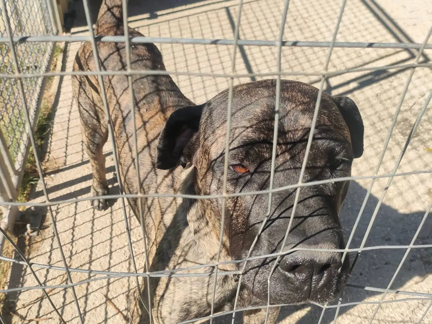 Vuoi adottare un cane a Latina?