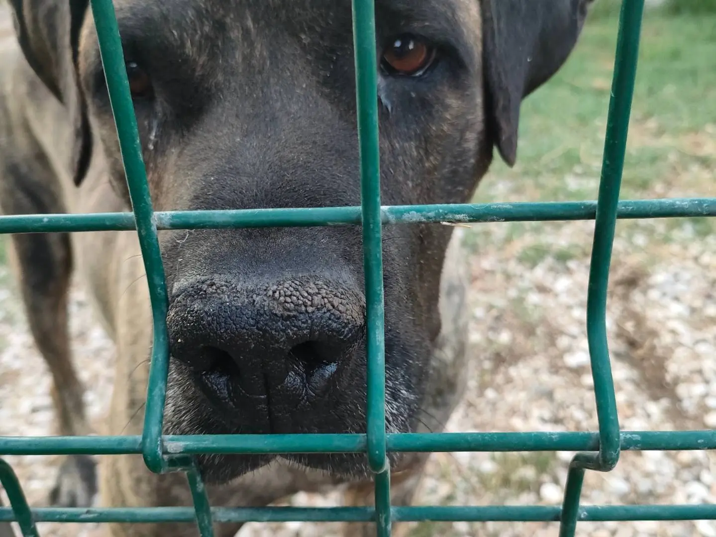 Adozione cane, maschio, Razza sconosciuta Razza sconosciuta, 5 anni e 1 mese, taglia gigante, Latina