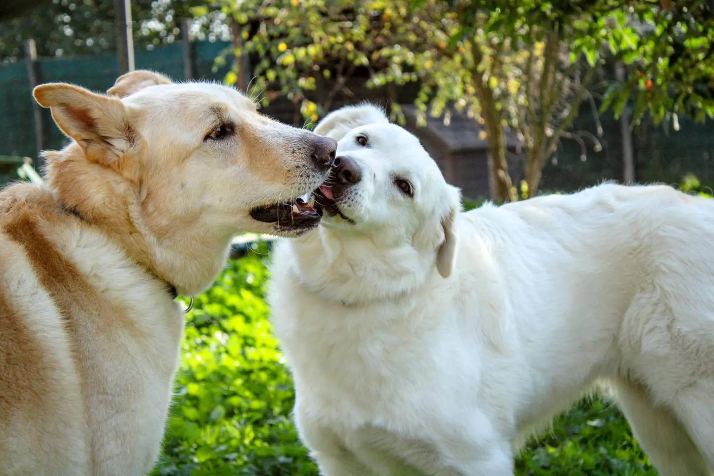 Adotta un cane, femmina, 7 anni e 5 mesi, Roma