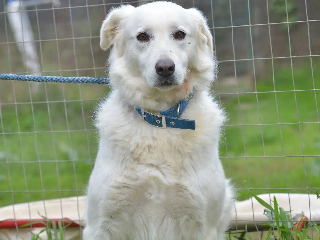 Vuoi adottare un cane a Roma?