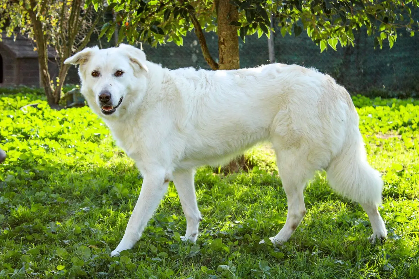 Adozione cane, femmina, Pastore maremmano Razza sconosciuta, 7 anni e 5 mesi, taglia grande, Roma