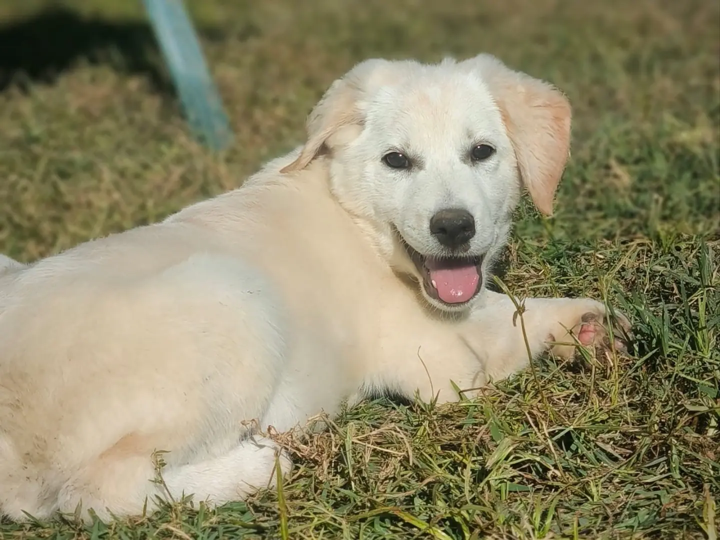 Adozione cane, maschio, Labrador Retriever Razza sconosciuta, 3 mesi, taglia grande, Cosenza