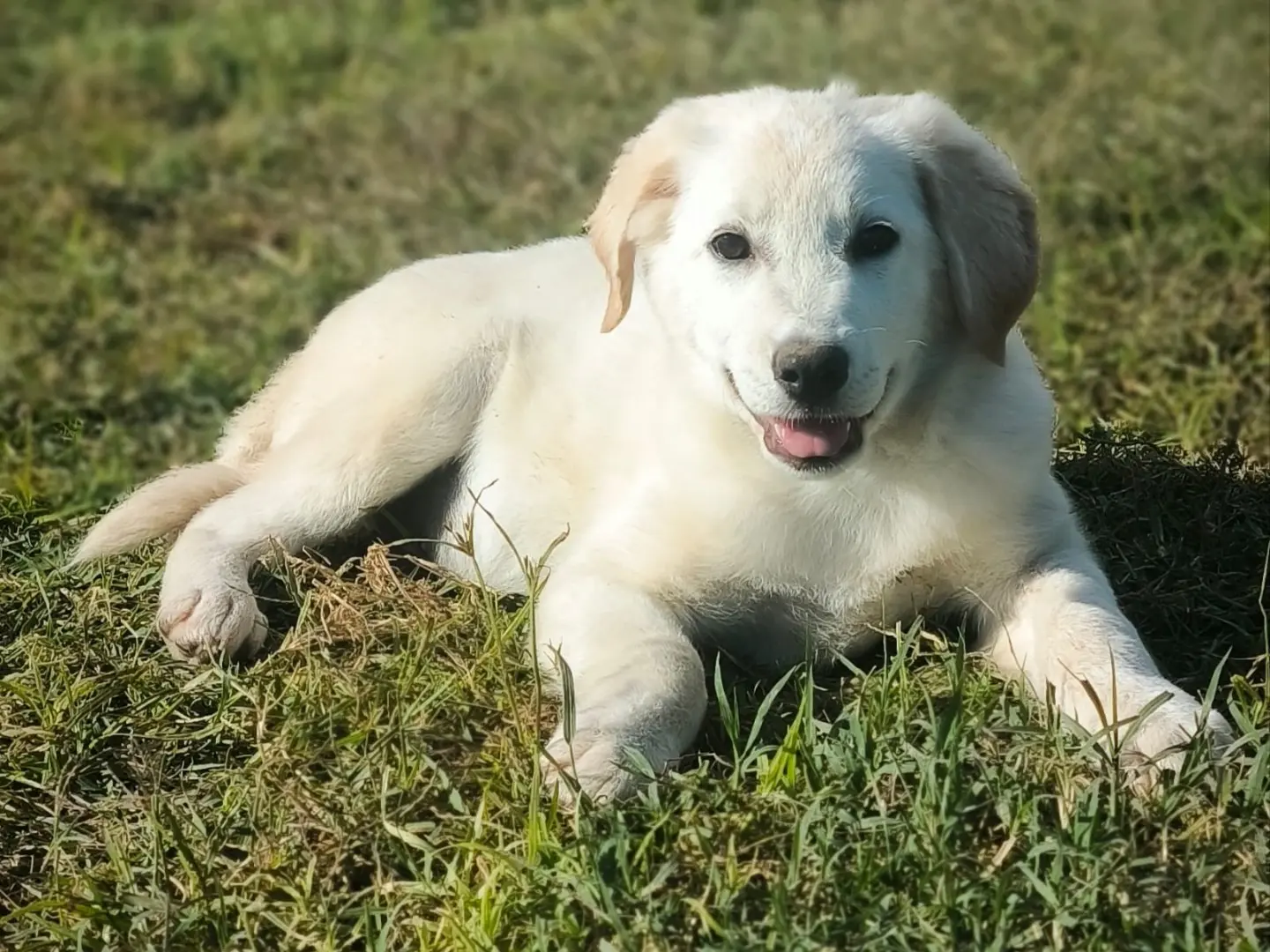 Adotta un cane, maschio, 3 mesi, Cosenza