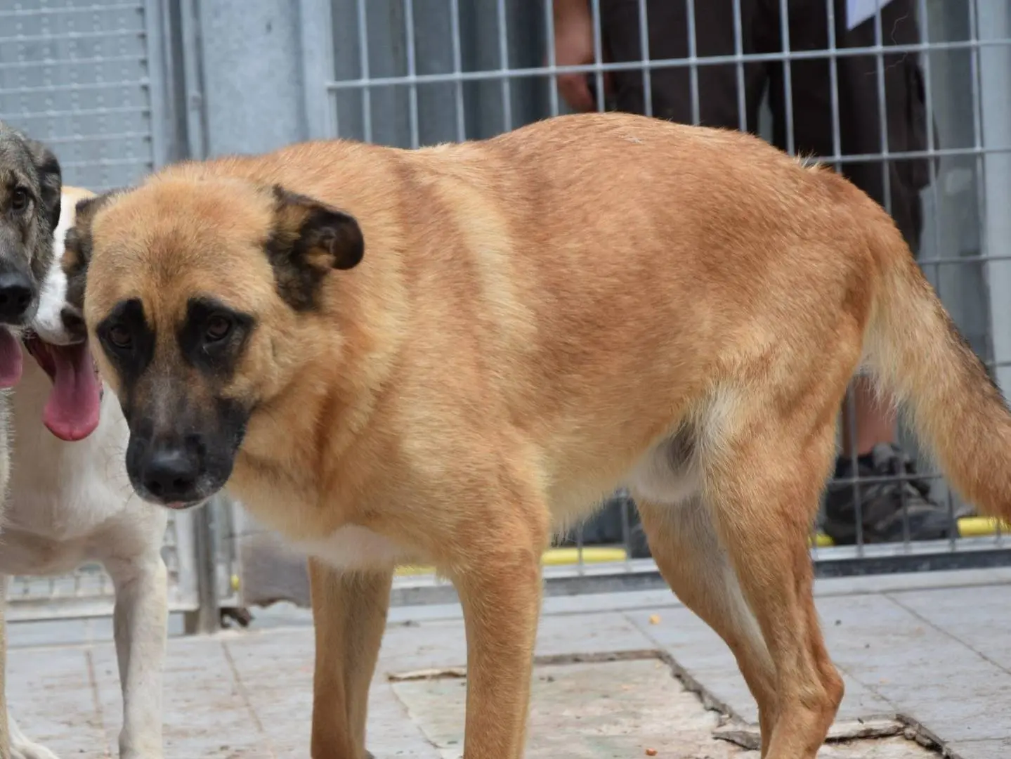 Adozione cane, maschio, Pastore tedesco Razza sconosciuta, 3 anni e 1 mese, taglia media, Chieti