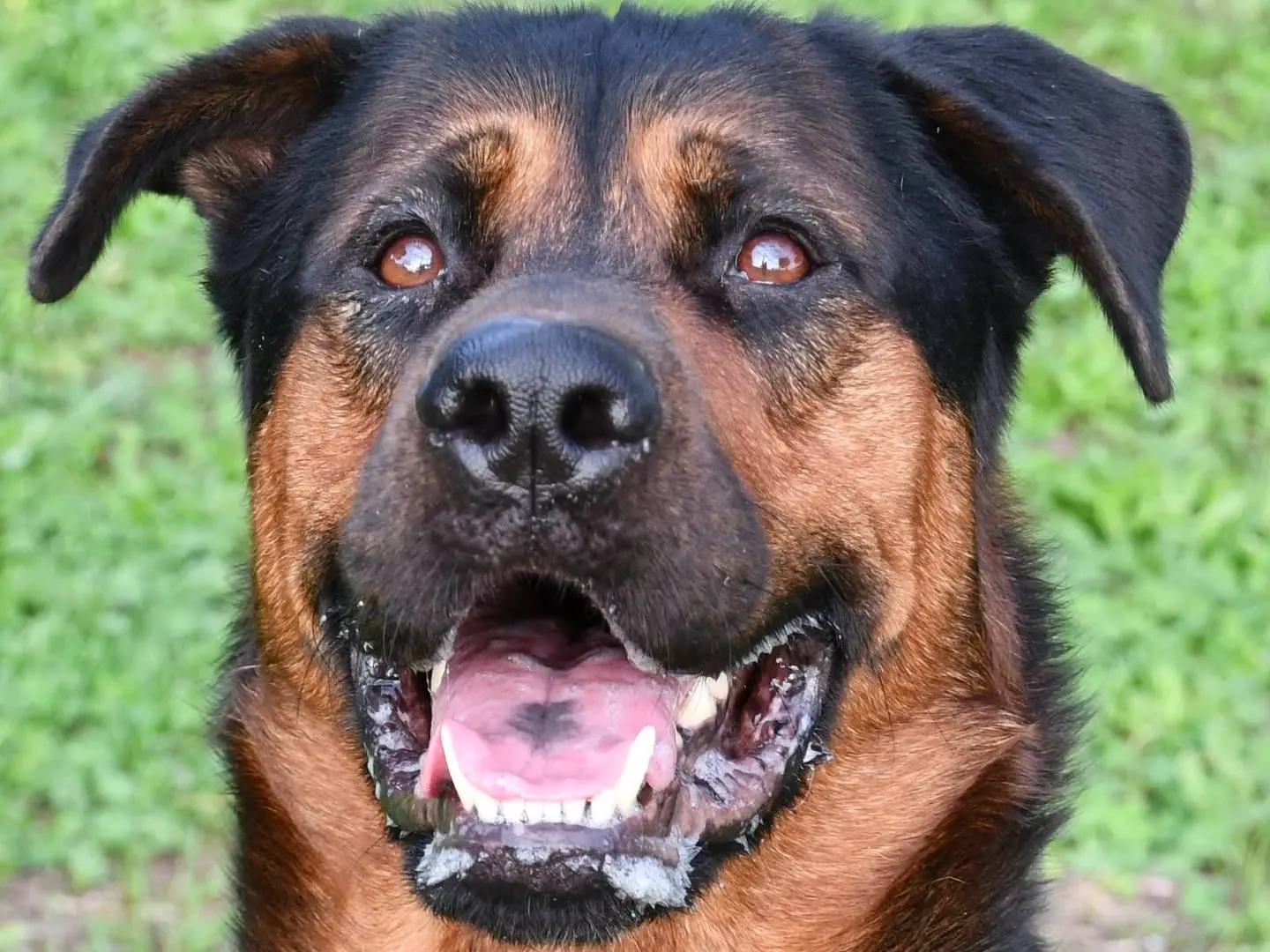 Adotta un cane, maschio, 4 anni e 9 mesi, Brindisi
