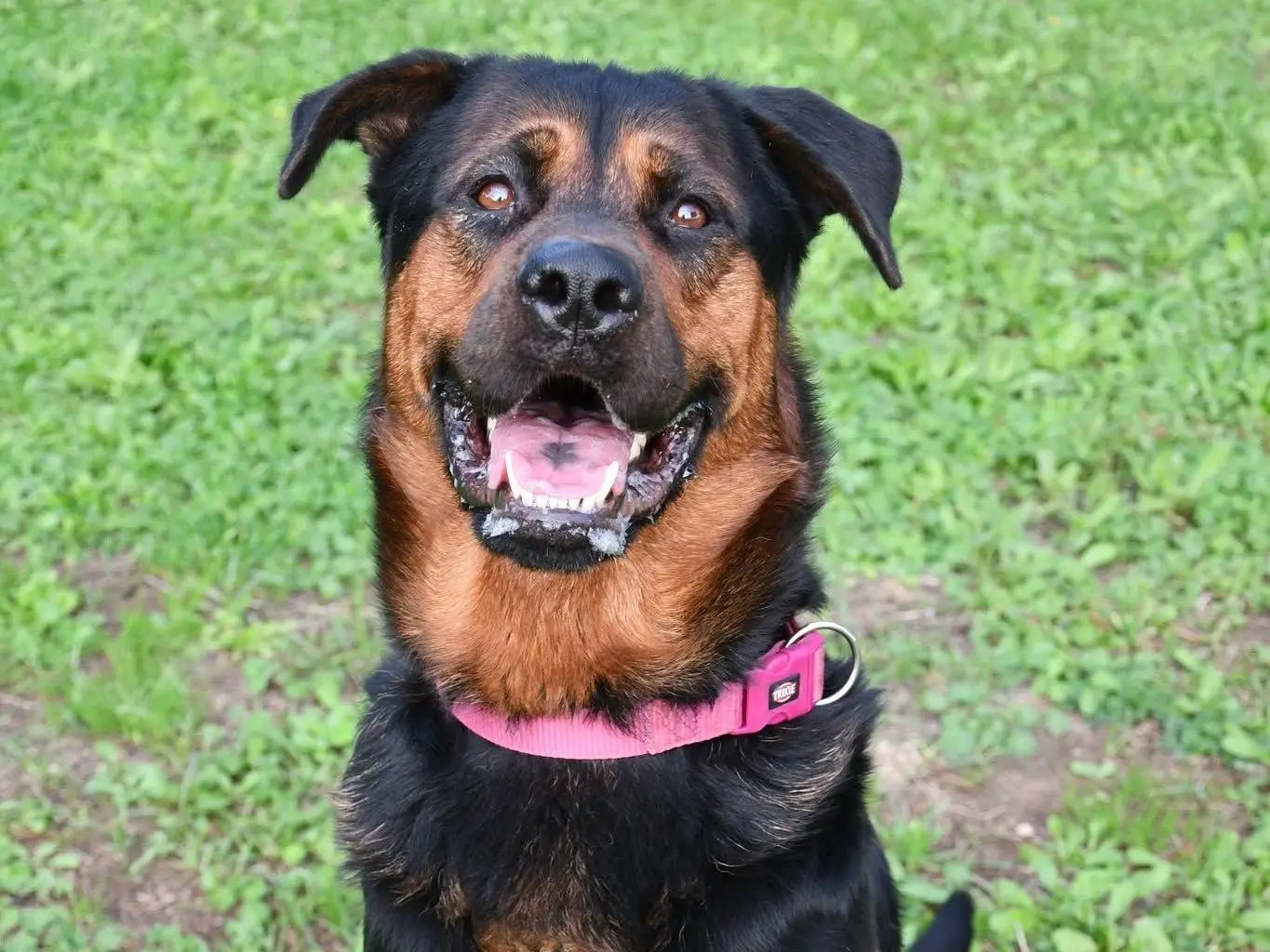 Adotta un cane, taglia gigante, maschio, Brindisi
