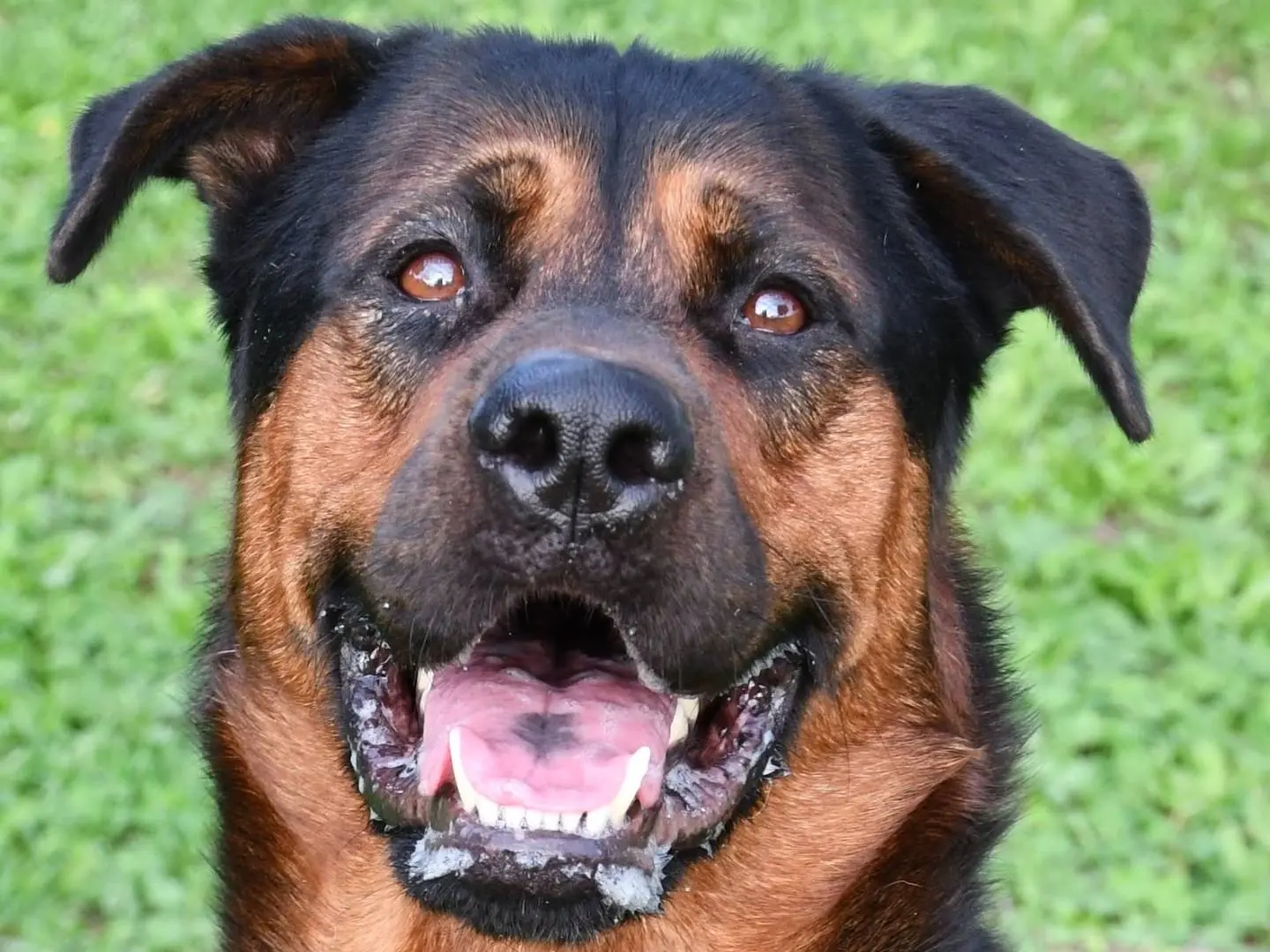 Adozione cane, maschio, Rottweiler Pastore tedesco, 4 anni e 9 mesi, taglia gigante, Brindisi