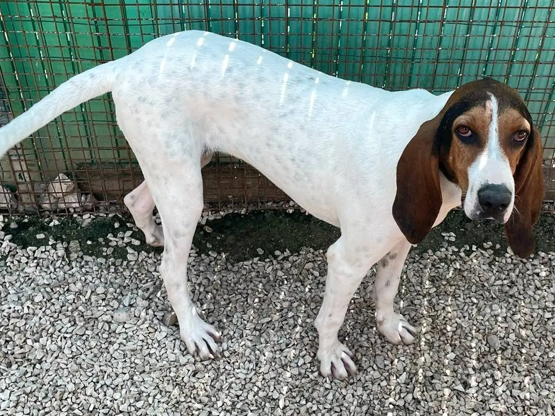 Adotta un cane, femmina, 1 anno e 11 mesi, Frosinone