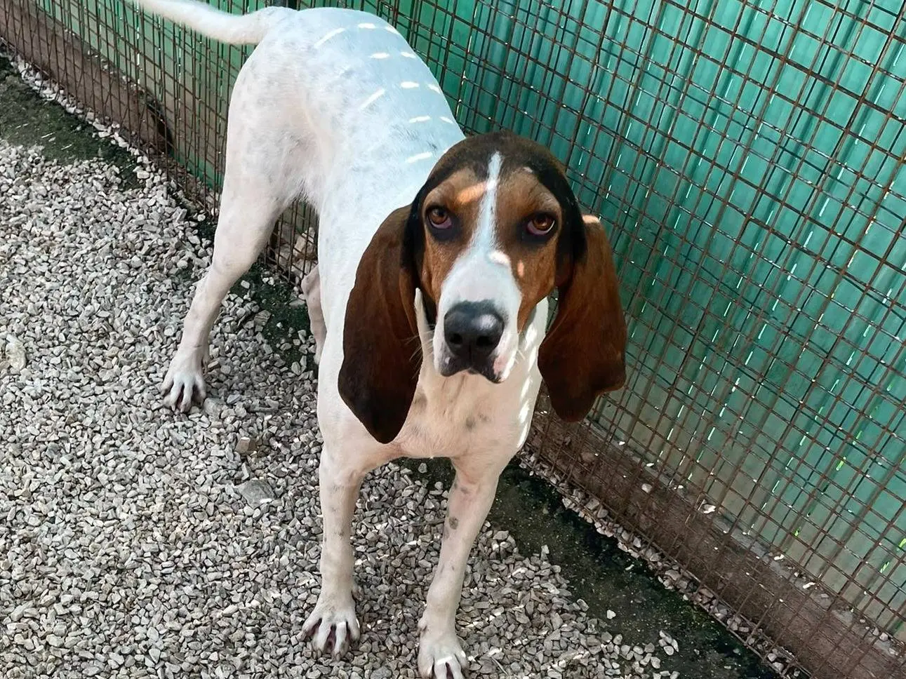 Adozione cane, femmina, Segugio Bracco, 1 anno e 11 mesi, taglia media, Frosinone