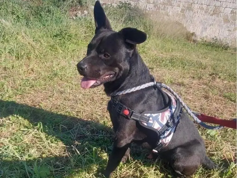 Vuoi adottare un cane a Napoli?