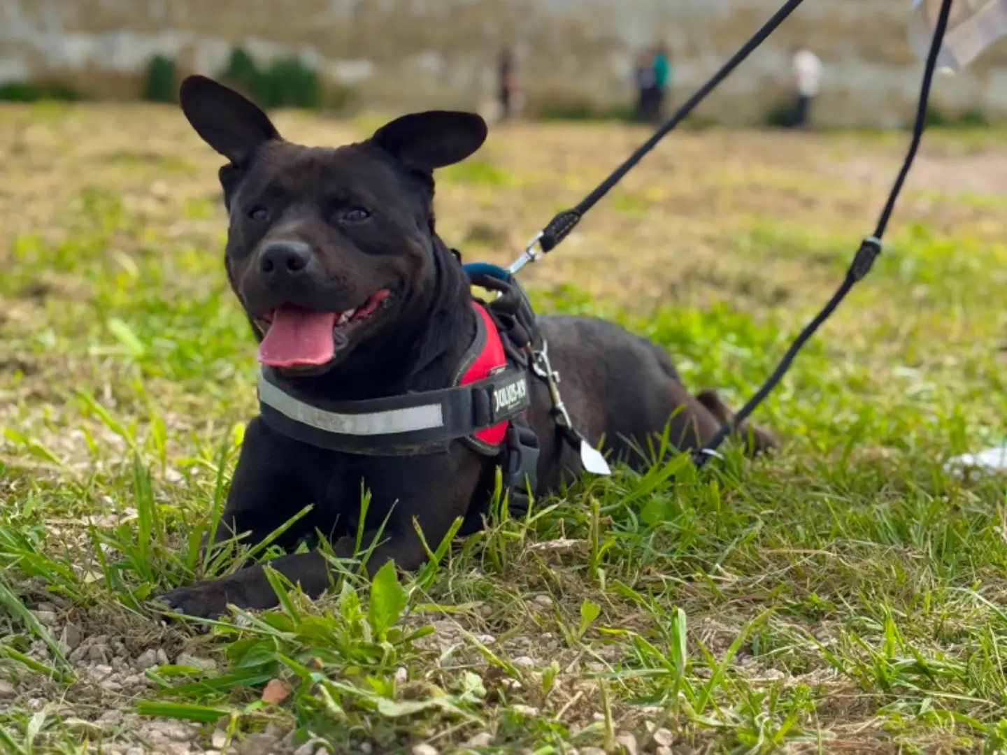 Adotta il cane CIRO a Napoli