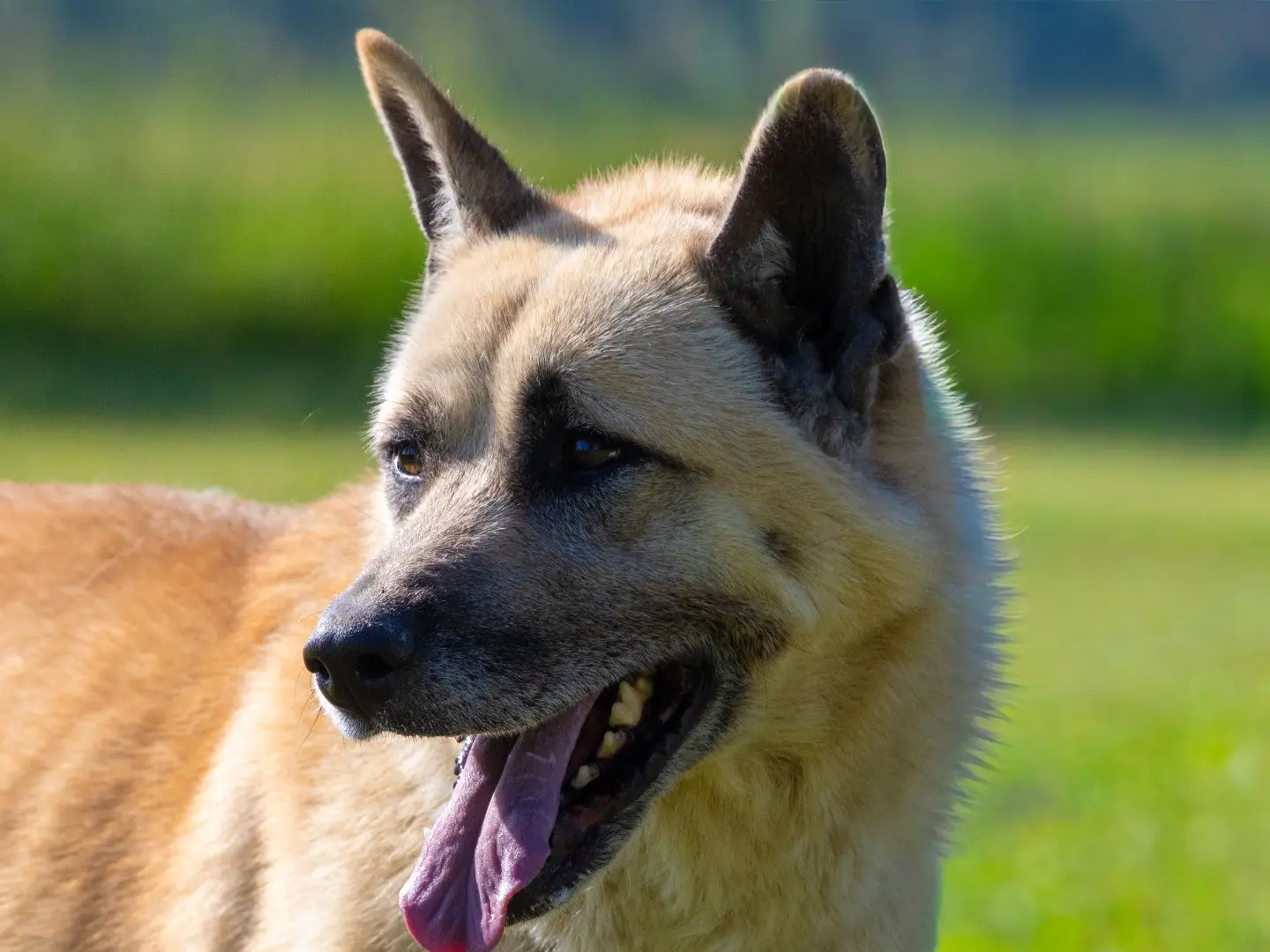 Adotta il cane Akuma a Biella