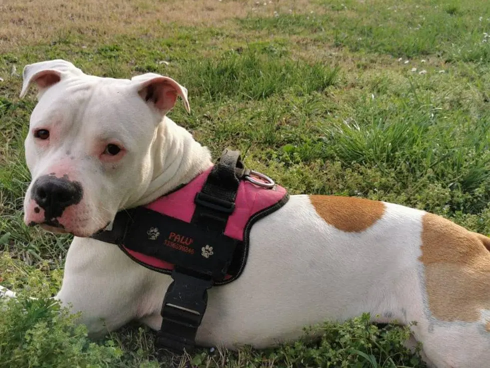 Adozione cane, maschio, Amstaff Razza sconosciuta, 5 anni e 5 mesi, taglia media, Modena