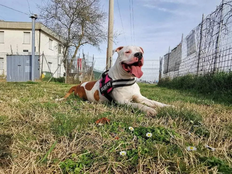 Adotta un cane, taglia media, maschio, Modena
